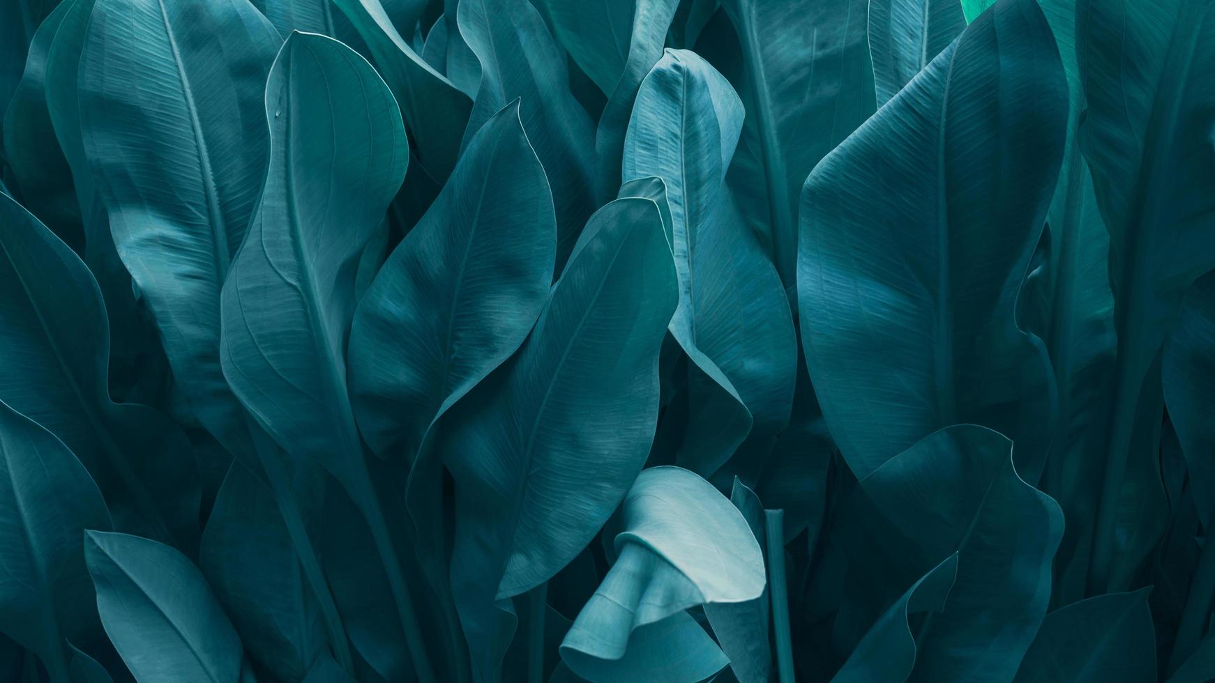 The background of green and the color dye of the autumn leaves are perfect, Close- up abstract green leaf texture background tropical leaves dye. photo