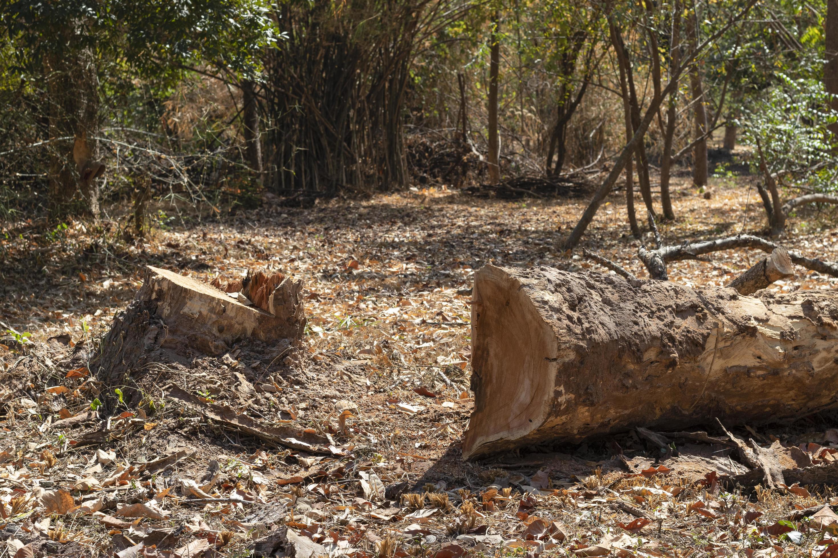 Big Trees That Have Been Cut Down Leaving Only Tree Stumps Deforestation Concept 12003229 Big Trees That Have Been Cut Down Leaving Only Tree Stumps Deforestation Concept 12003229