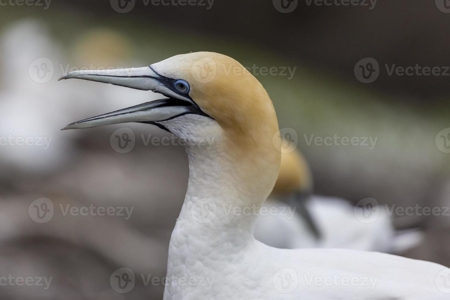 New Zealand Gennet at Muriwai, New Zealand photo