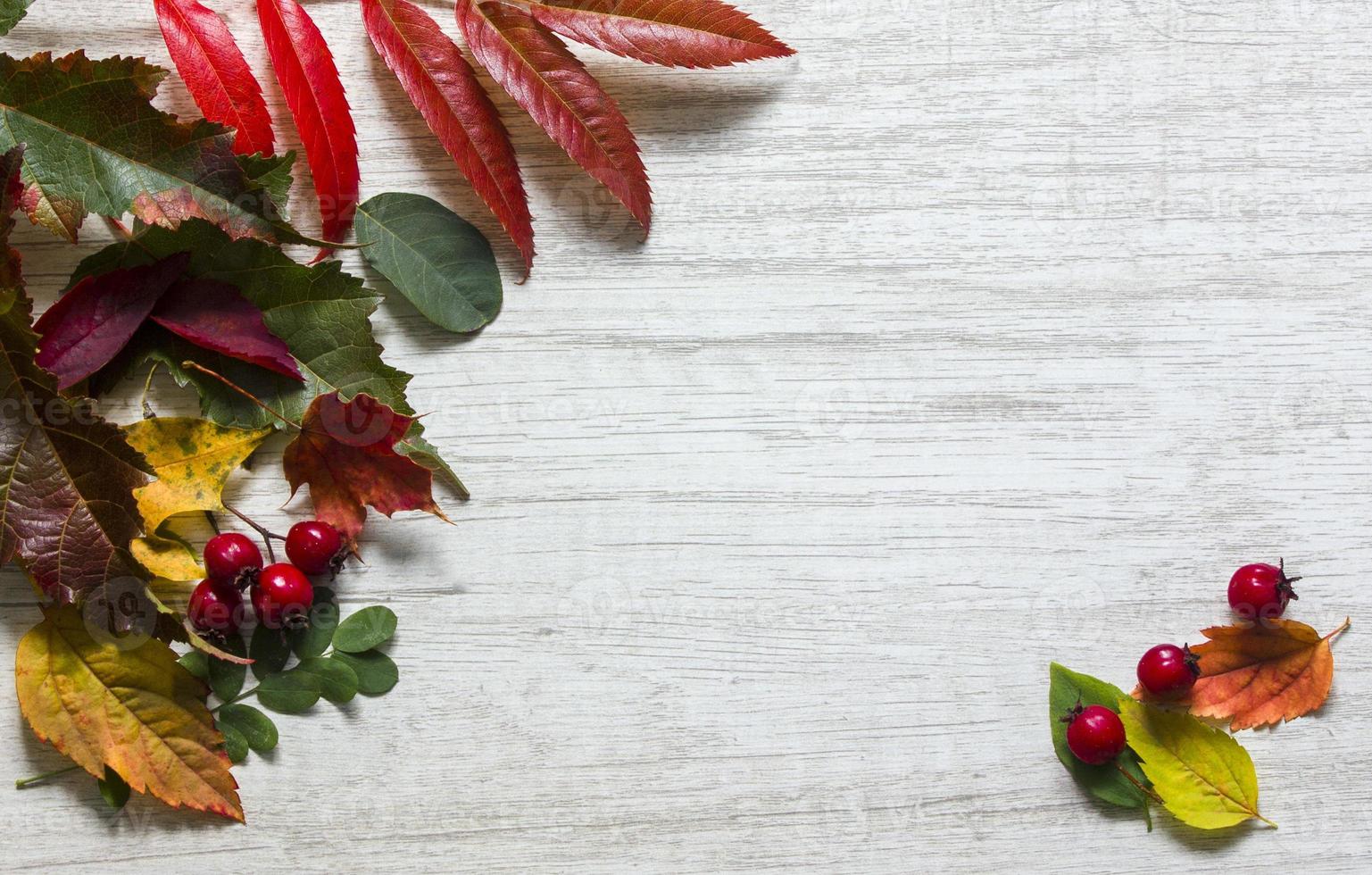 bright autumn leaves on a wooden background. place for text photo