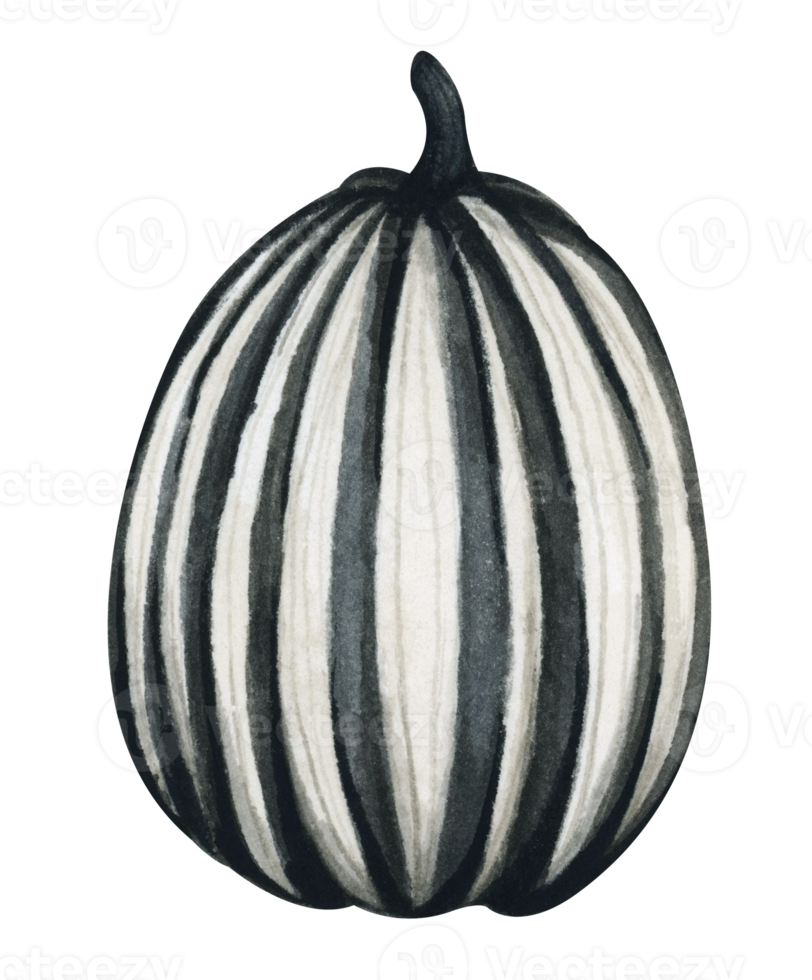 Black and white pumpkin. Thanksgiving decor. Watercolor illustration. png