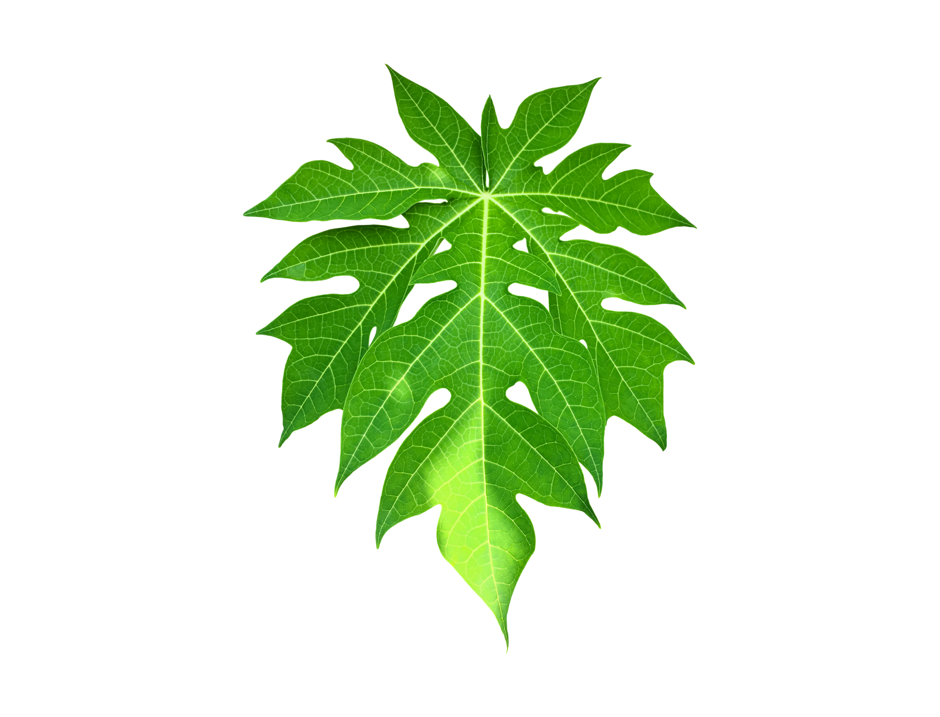 Isolated young and fresh papaya leaf with clipping paths. 12004177 PNG