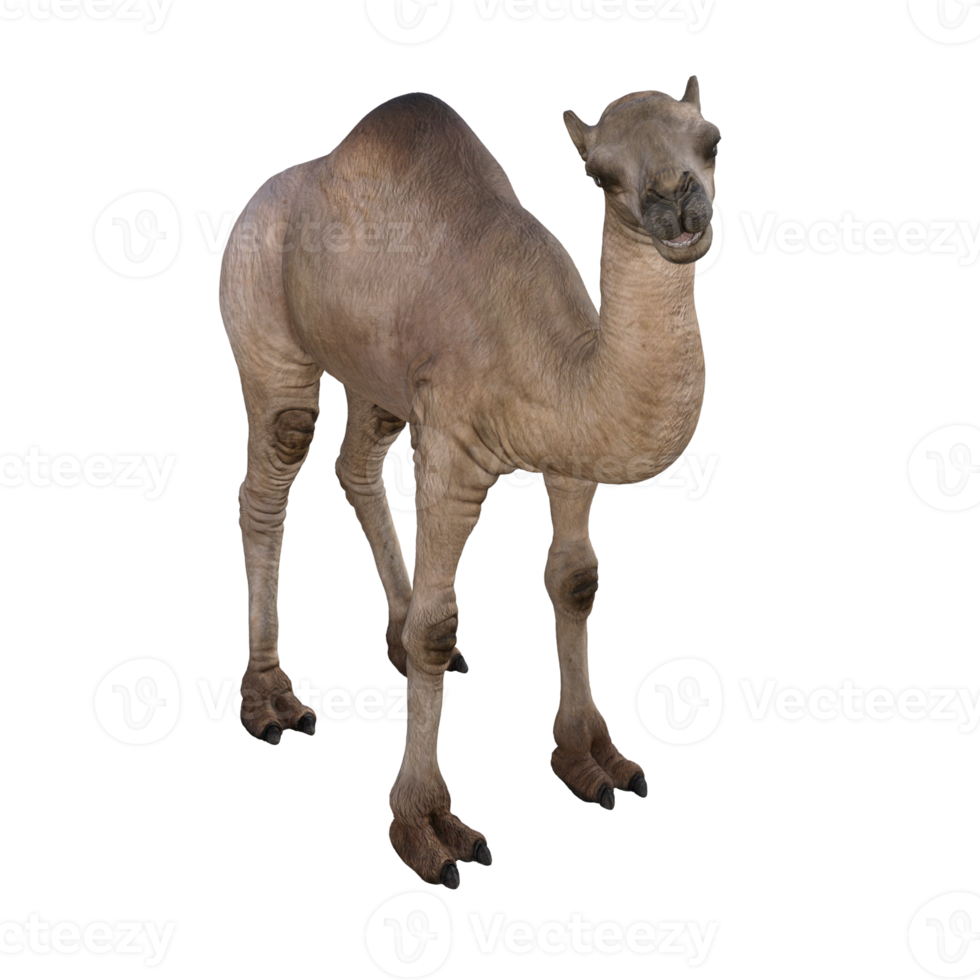 3d render camel model illustration png