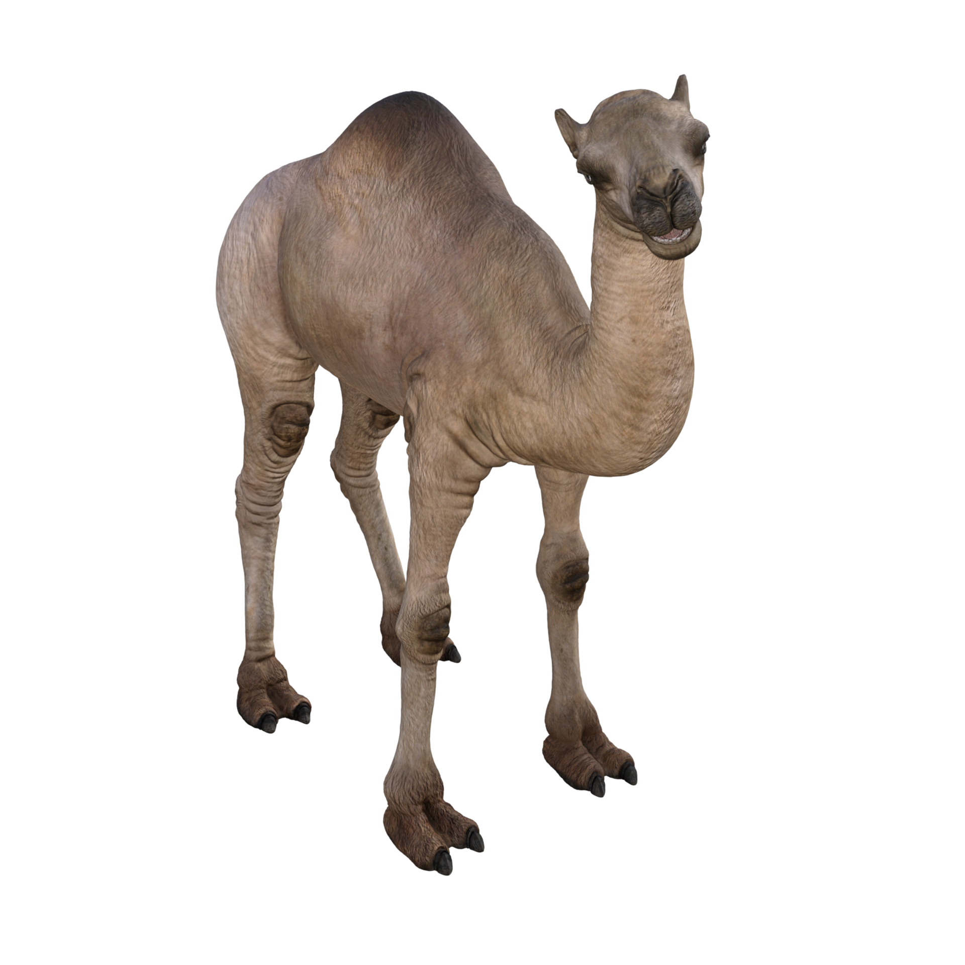 3d render camel model illustration 12004279 PNG