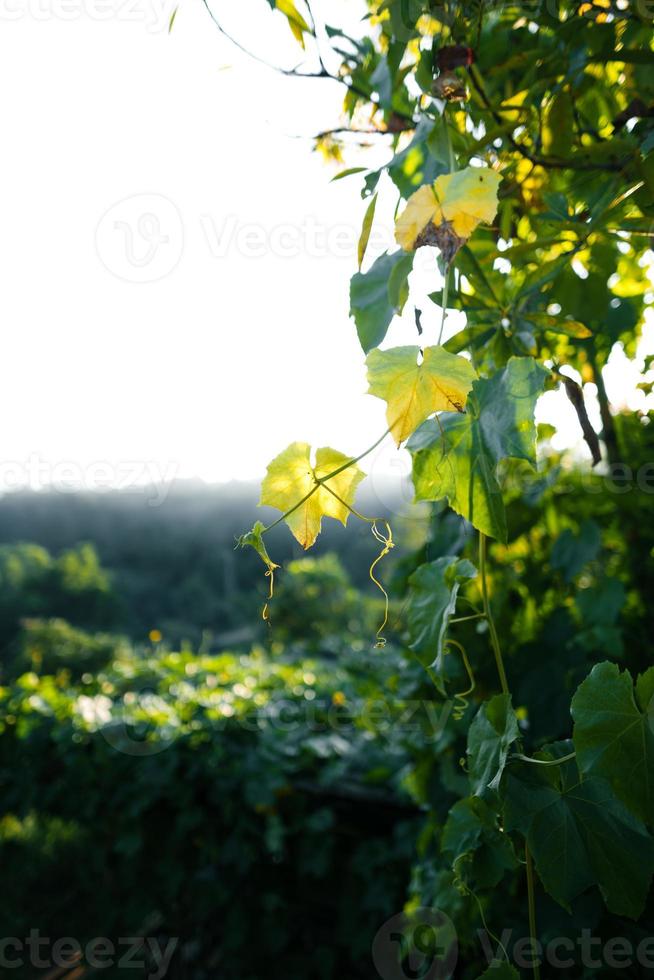 Nature background,leaf grass and green trees background photo