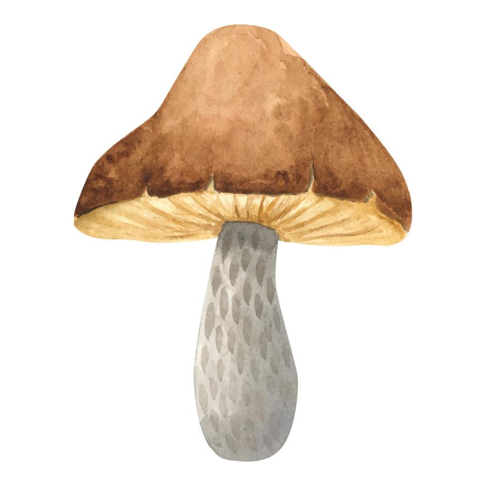 Watercolor forest mushroom with a brown cap. woodland isolated edible mushroom. autumn gifts of the forest. hand-drawn watercolor illustration. Vegetarian food, proper nutrition vector