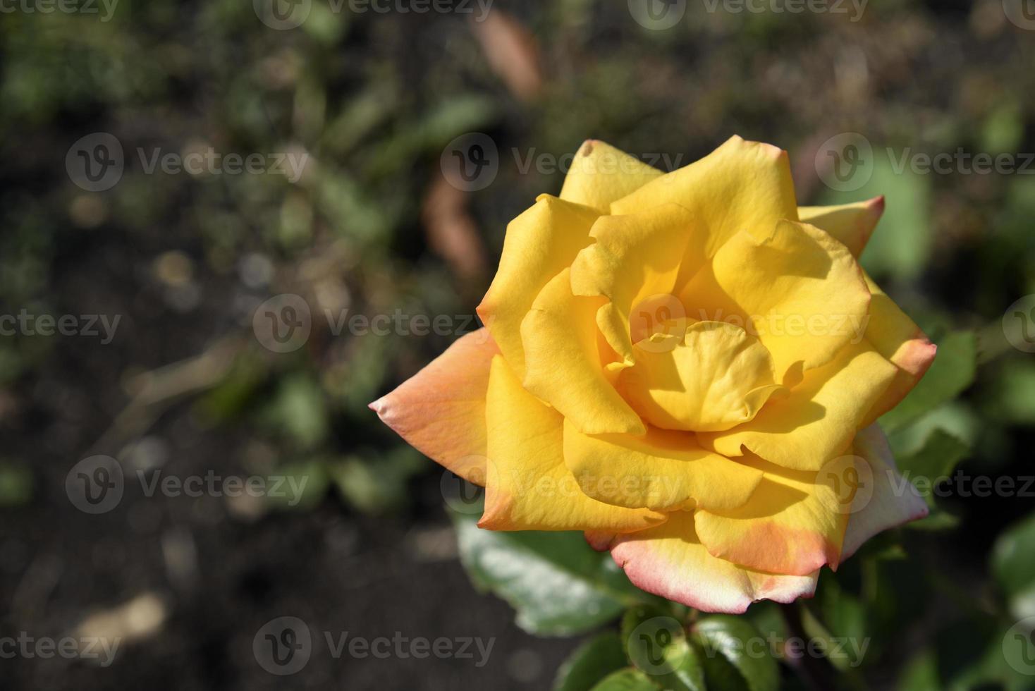 A large yellow rose flower in the summer garden during the day. Beautiful yellow-red rose close-up. photo