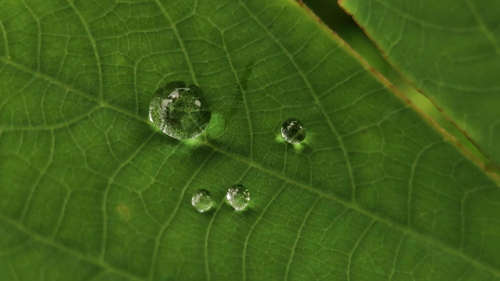 green leaf with water drops close up photo