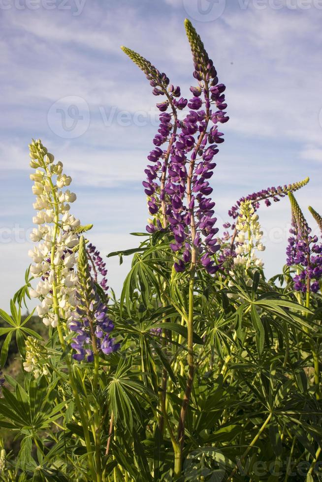 Close up of lupine flowers in lights of the evening sun. photo