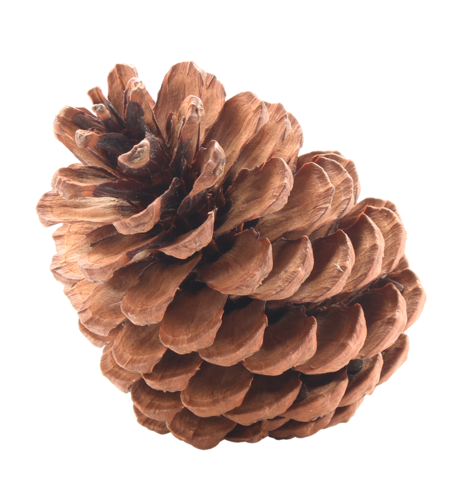 dried pine cones coniferous on transparent background png file