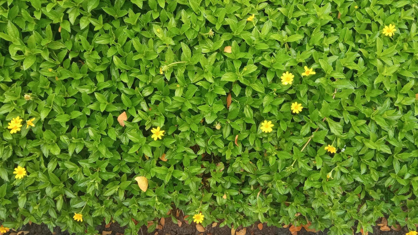 Sphagneticola trilobata or Wedelia trilobata the flowers are bright yellow, small in size with circular petals like sunflowers photo