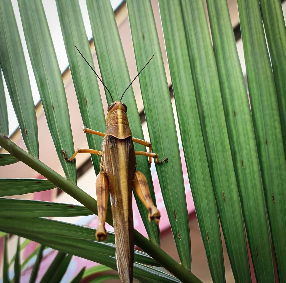 a brown grasshopper with a yellow combination, which is on a green leaf photo