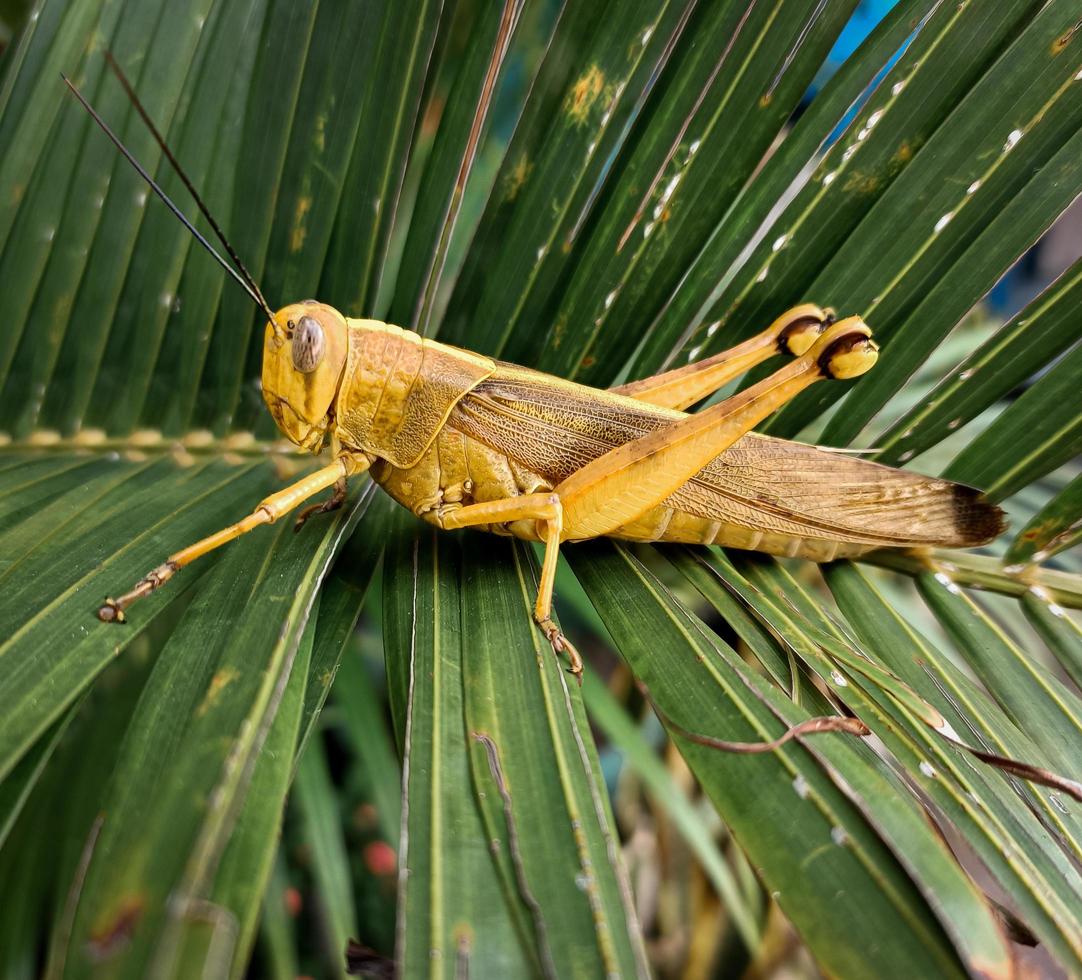 a brown grasshopper with a yellow combination, which is on a green leaf photo