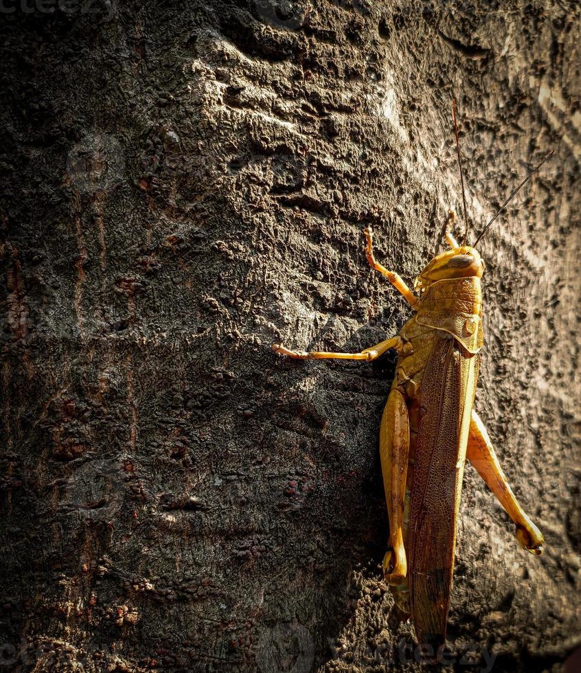a brown grasshopper with a yellow combination, which is on a tree trunk photo