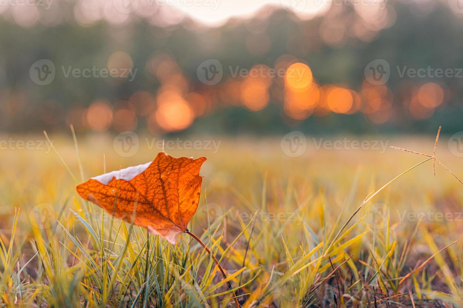 Autumn colorful bright leaves on meadow field with forest trees in autumnal park background. Blurred bokeh sunset light, autumn colorful foliage, fall backdrop. Idyllic nature photo