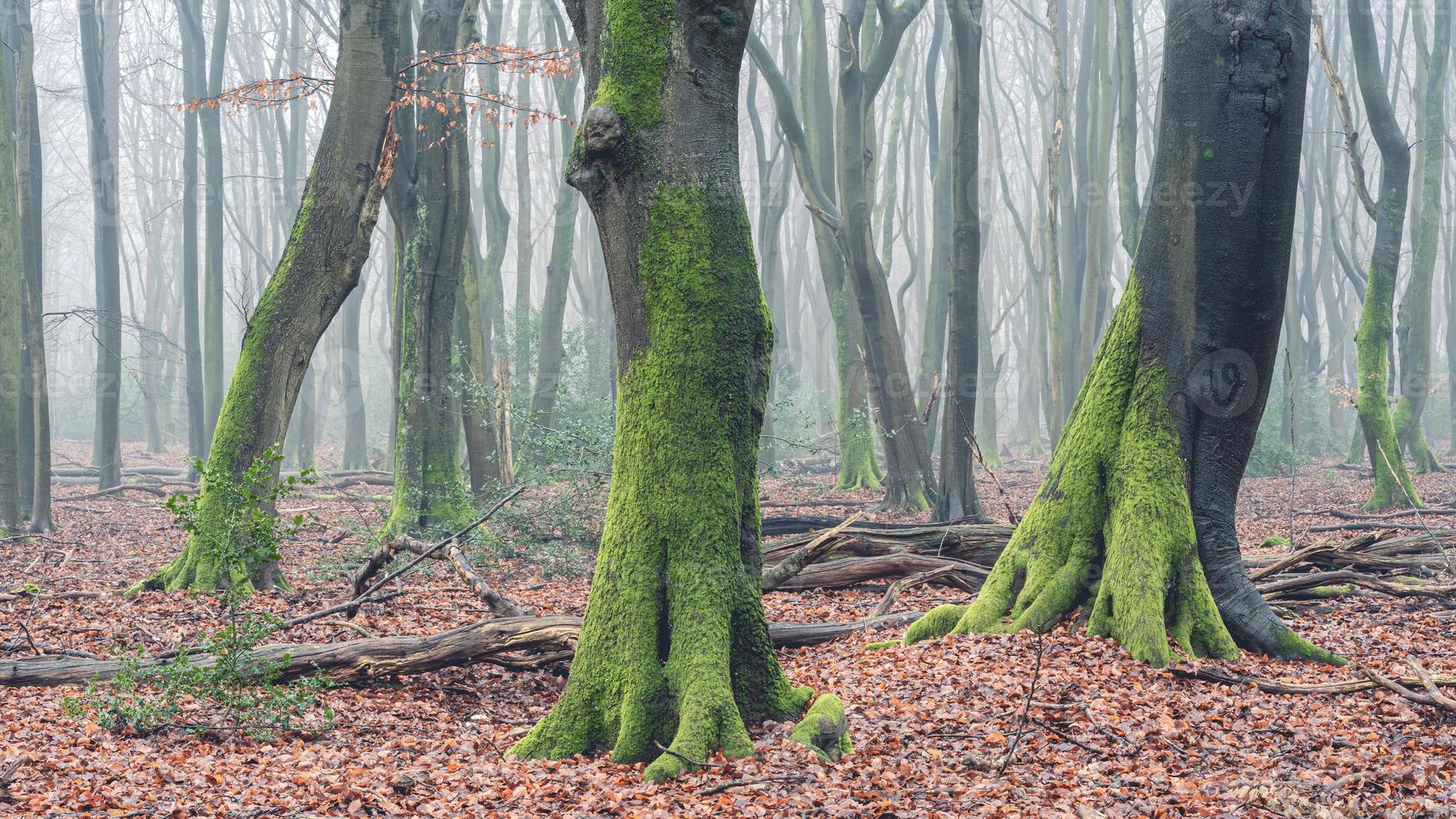 día de niebla en el bosque de los países bajos, speulderbos veluwe. foto