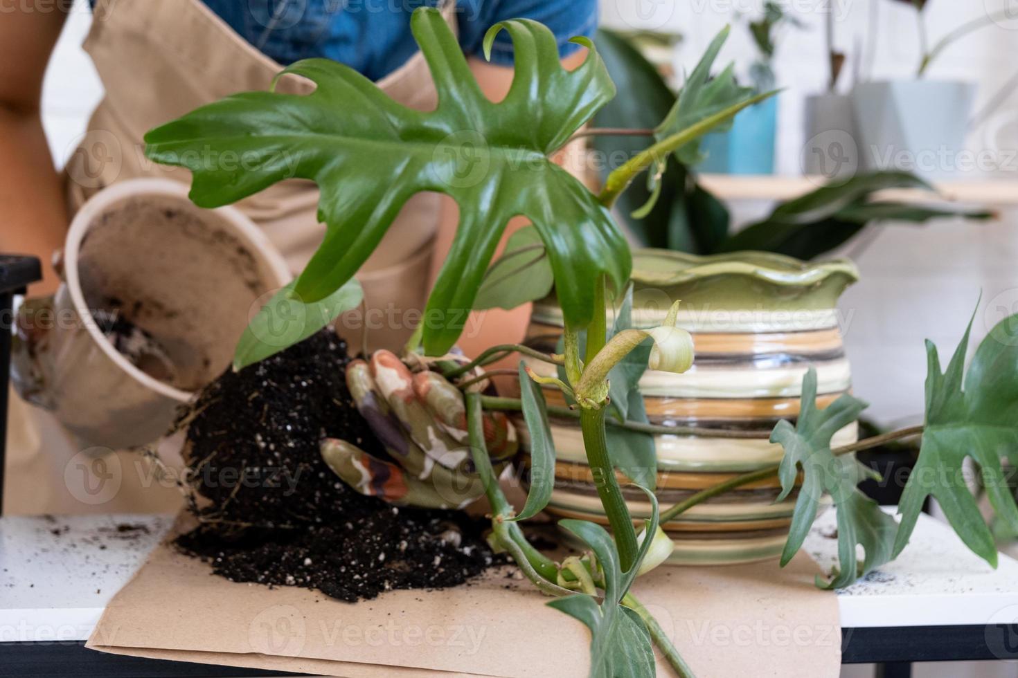 Transplanting a home plant Philodendron into a new pot. A woman plants a stalk with roots in a new soil. Caring and reproduction for a potted plant, hands close-up photo