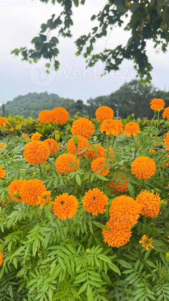 flores de caléndula y primer plano de flores de caléndula naranja y follaje natural en thailad foto