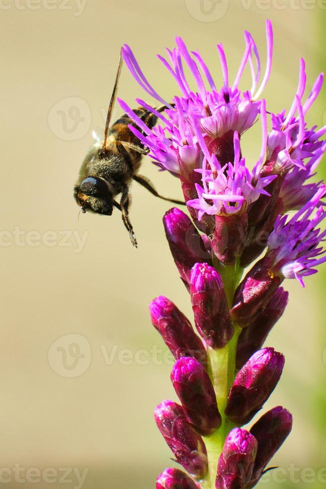 honeybee pollinates the blazing star purple flowers photo