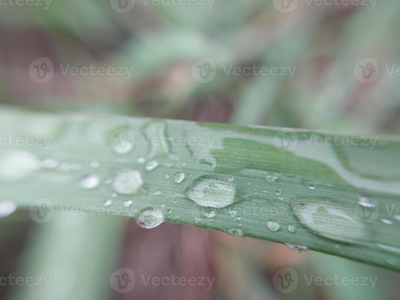 rocío de la mañana de otoño caído sobre las hojas de las plantas foto