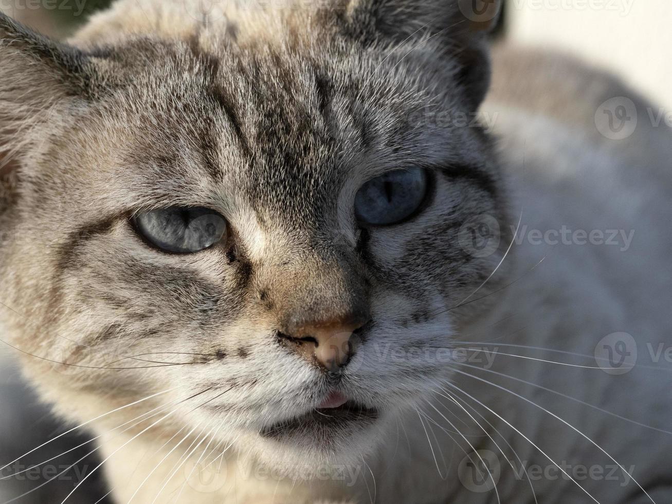 cat portrait close up looking at you photo