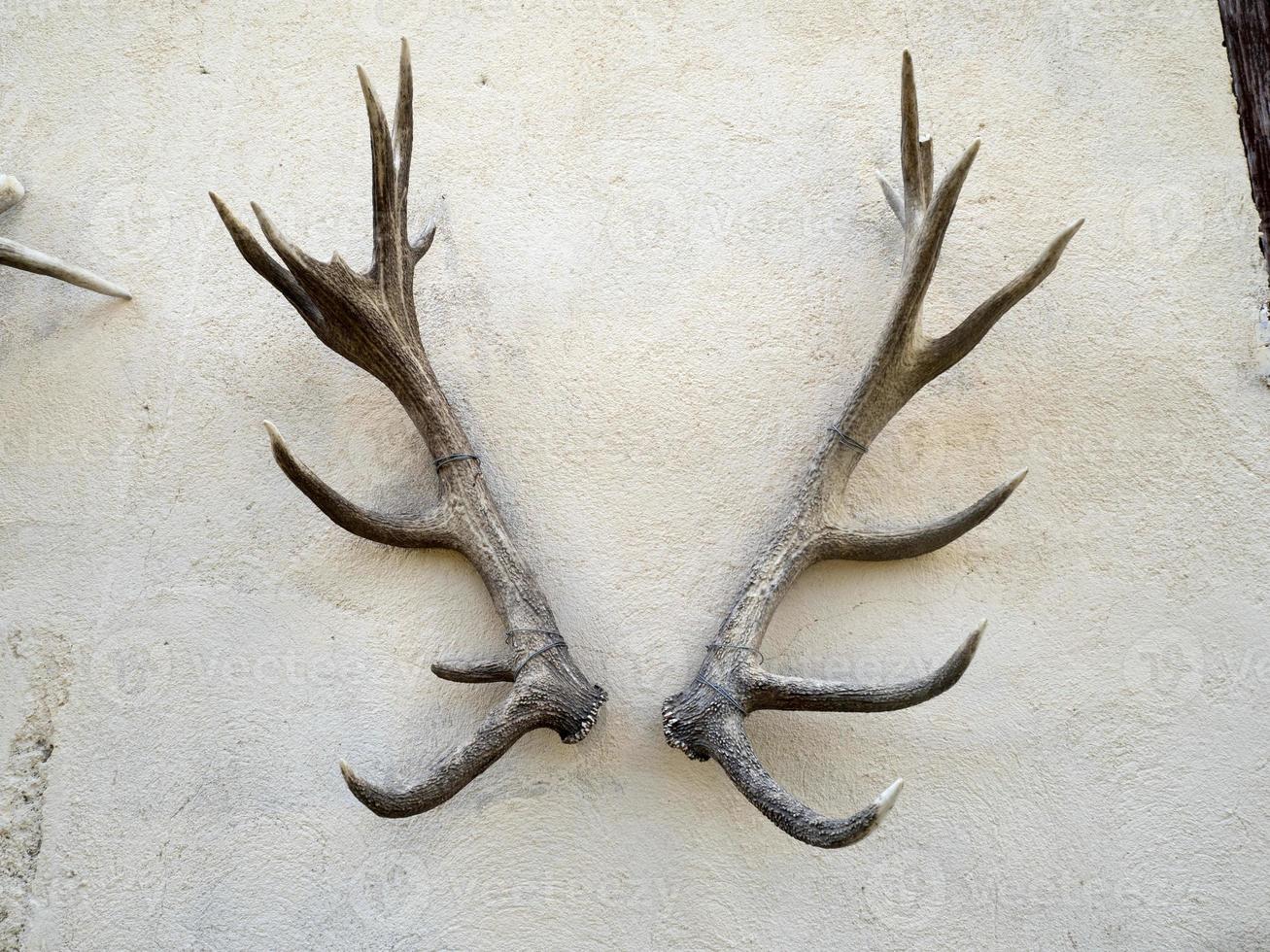 deer antlers on building wall photo