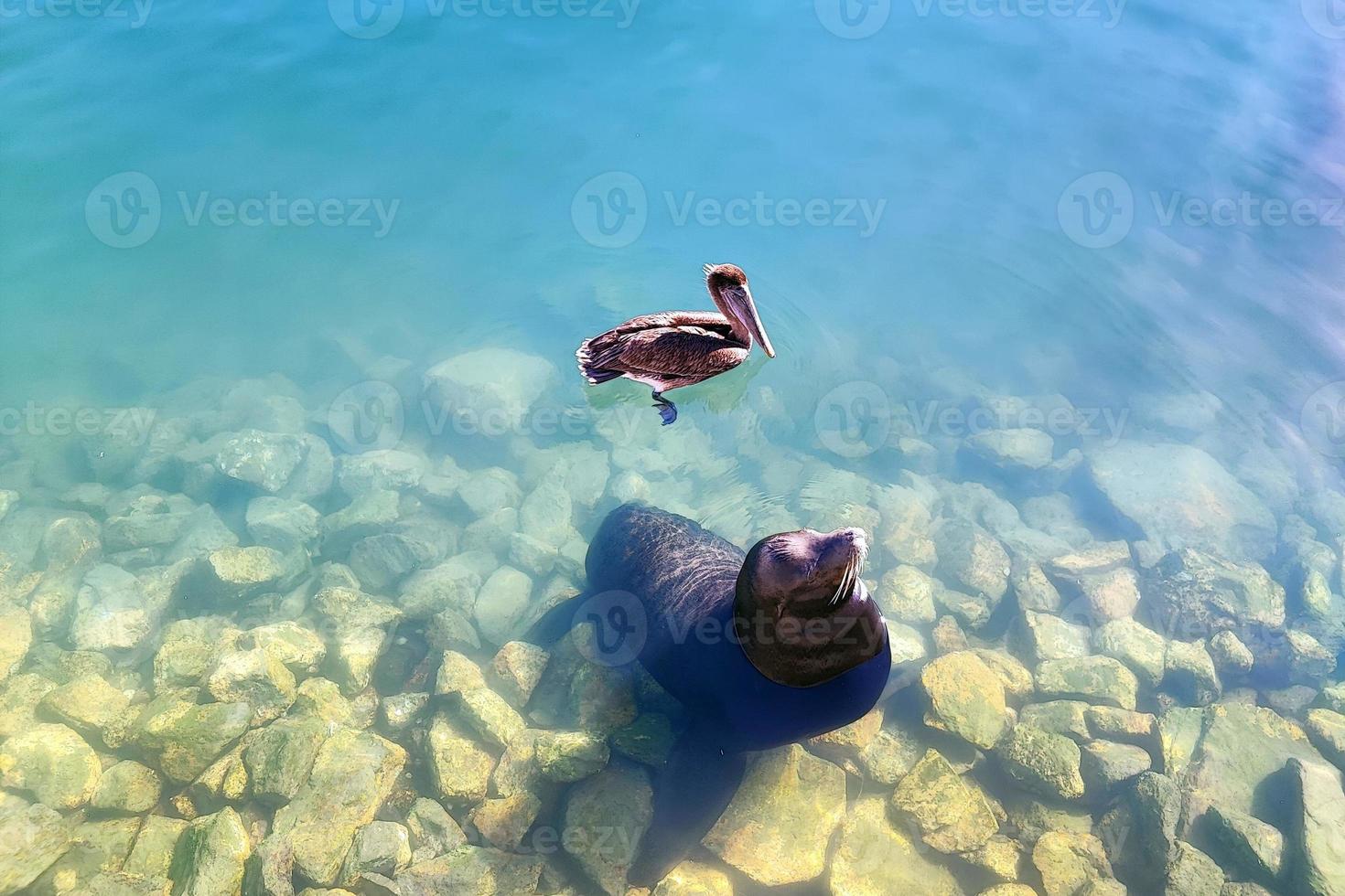 leones marinos y pelícanos en el puerto de cabo san lucas foto