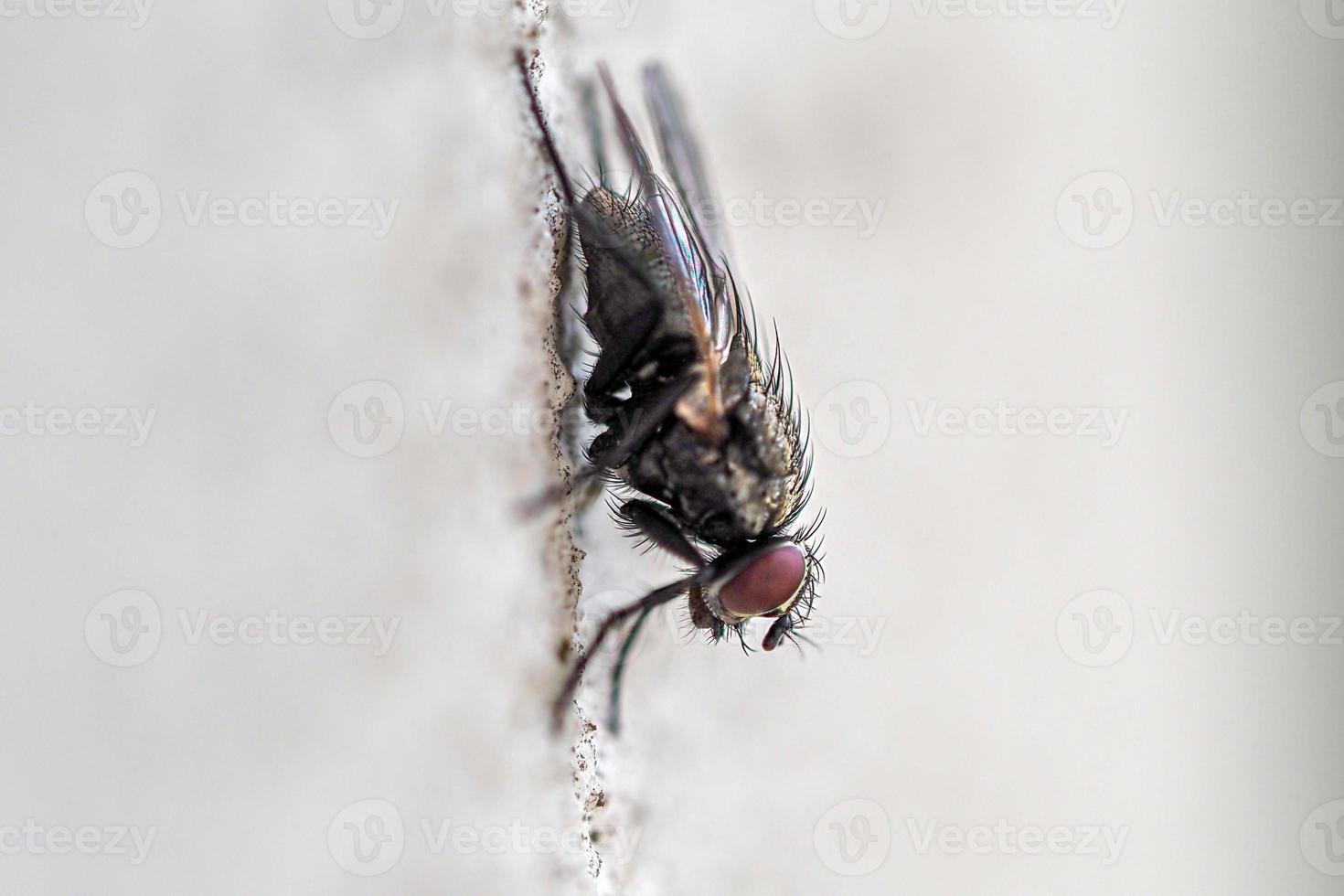 etye detail of fly macro close up portrait isolated on white photo