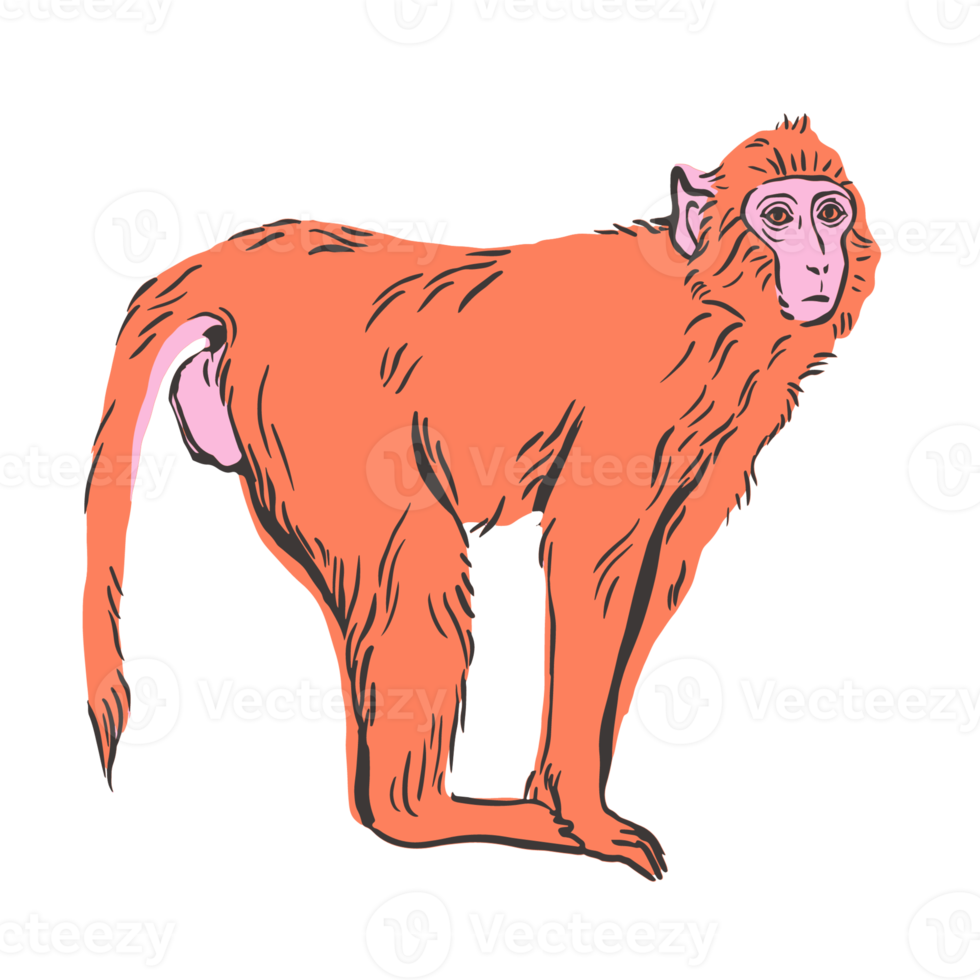 Free Hand drawn Wild Animals Macaque Monkey 12008023 PNG with Transparent  Background