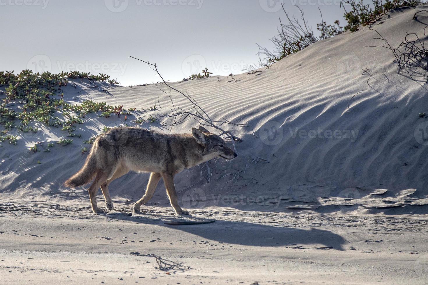 coyote on the sand photo