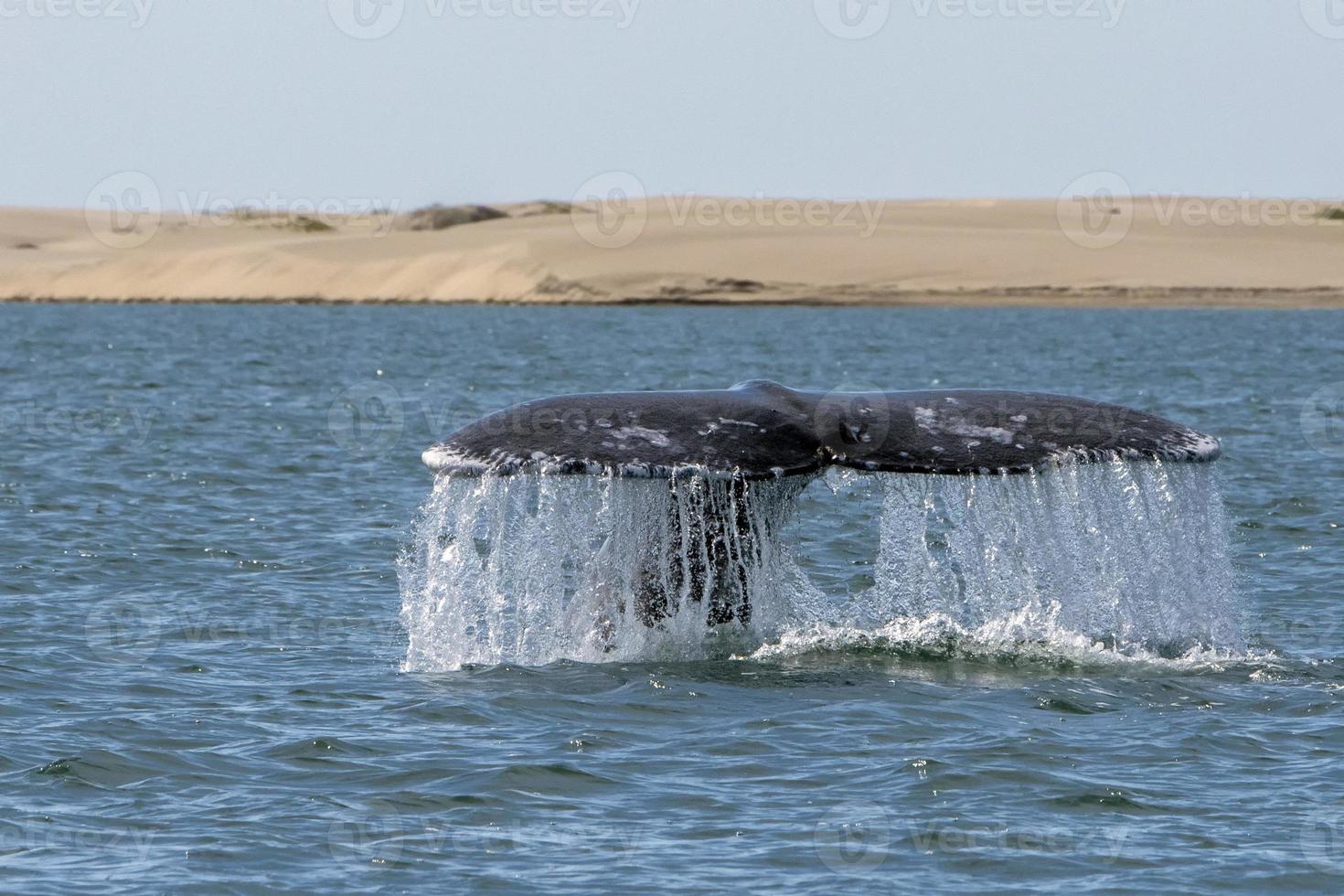 cola de ballena gris bajando en el fondo de las dunas de arena de bahia magdalena foto