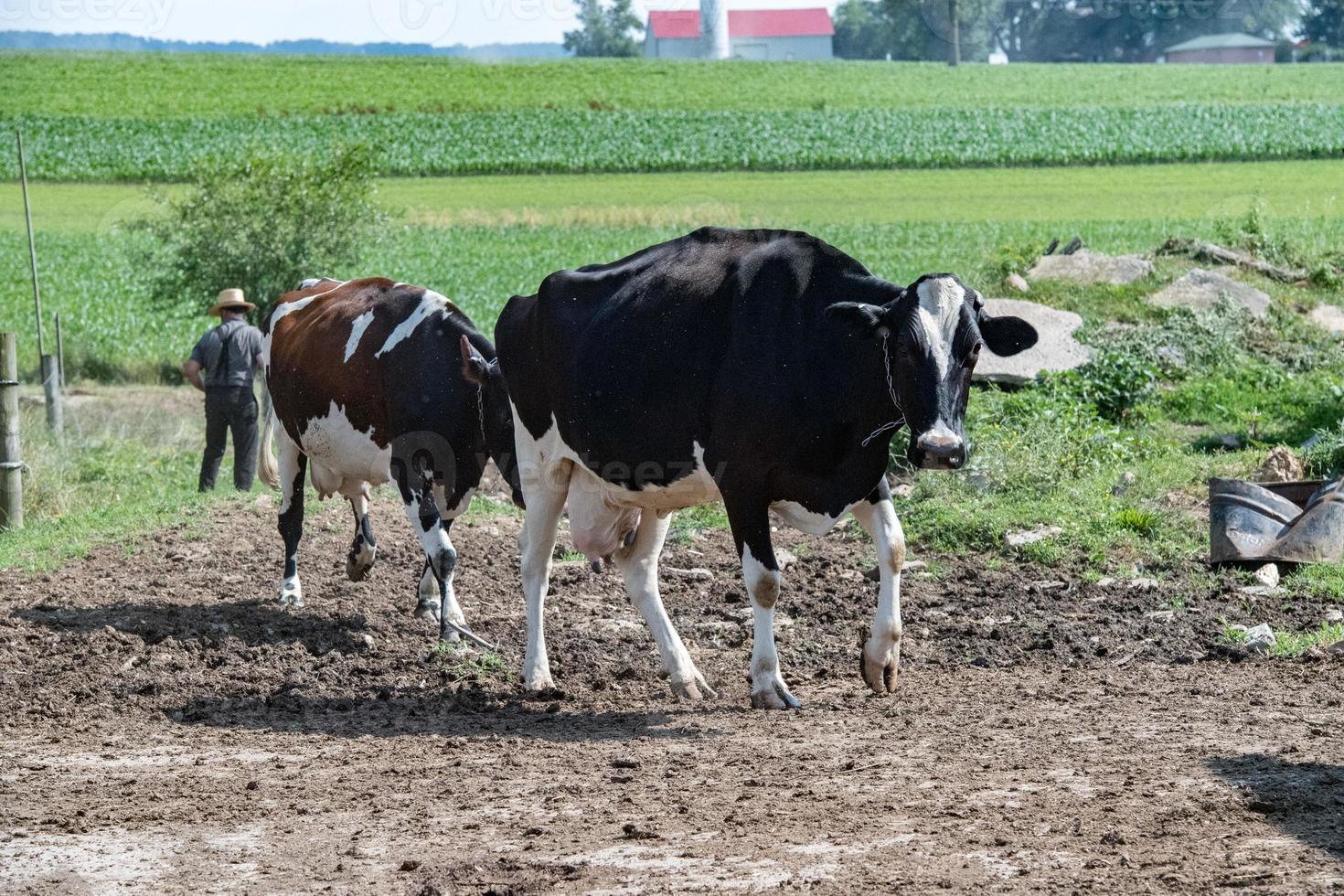 cows outside a farm in pennsylvania amish country photo