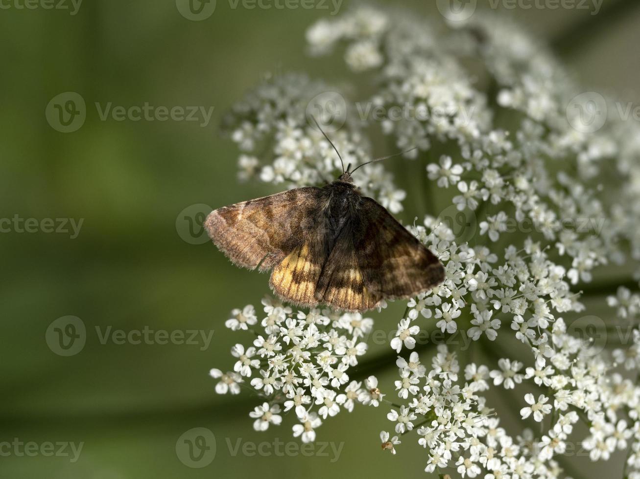 moth on white flower photo
