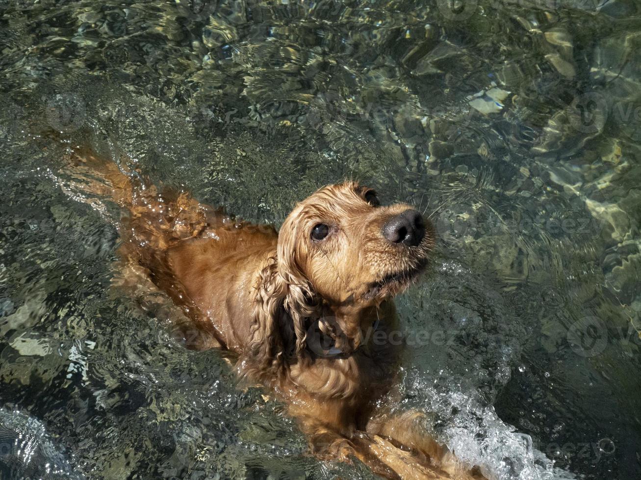 perro cocker spaniel nadando en el agua foto