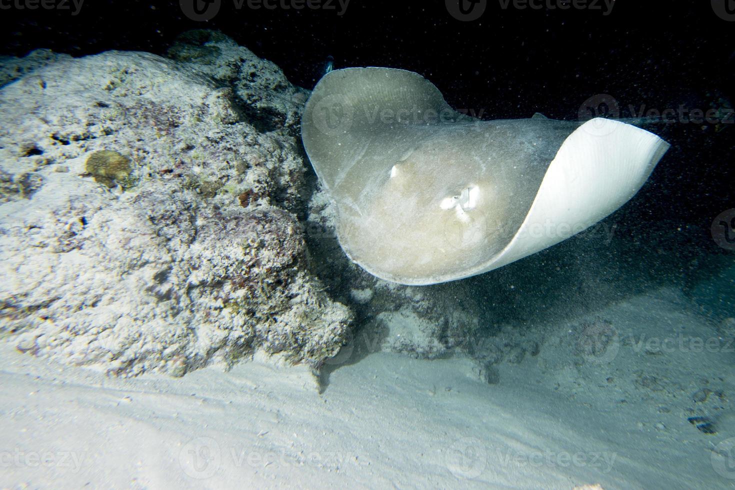 giant blackparsnip stingray fish photo