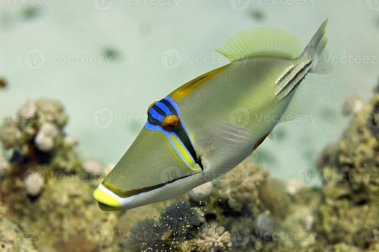 Red Sea Picasso Trigger Fish close up portrait 12008702 Stock Photo at