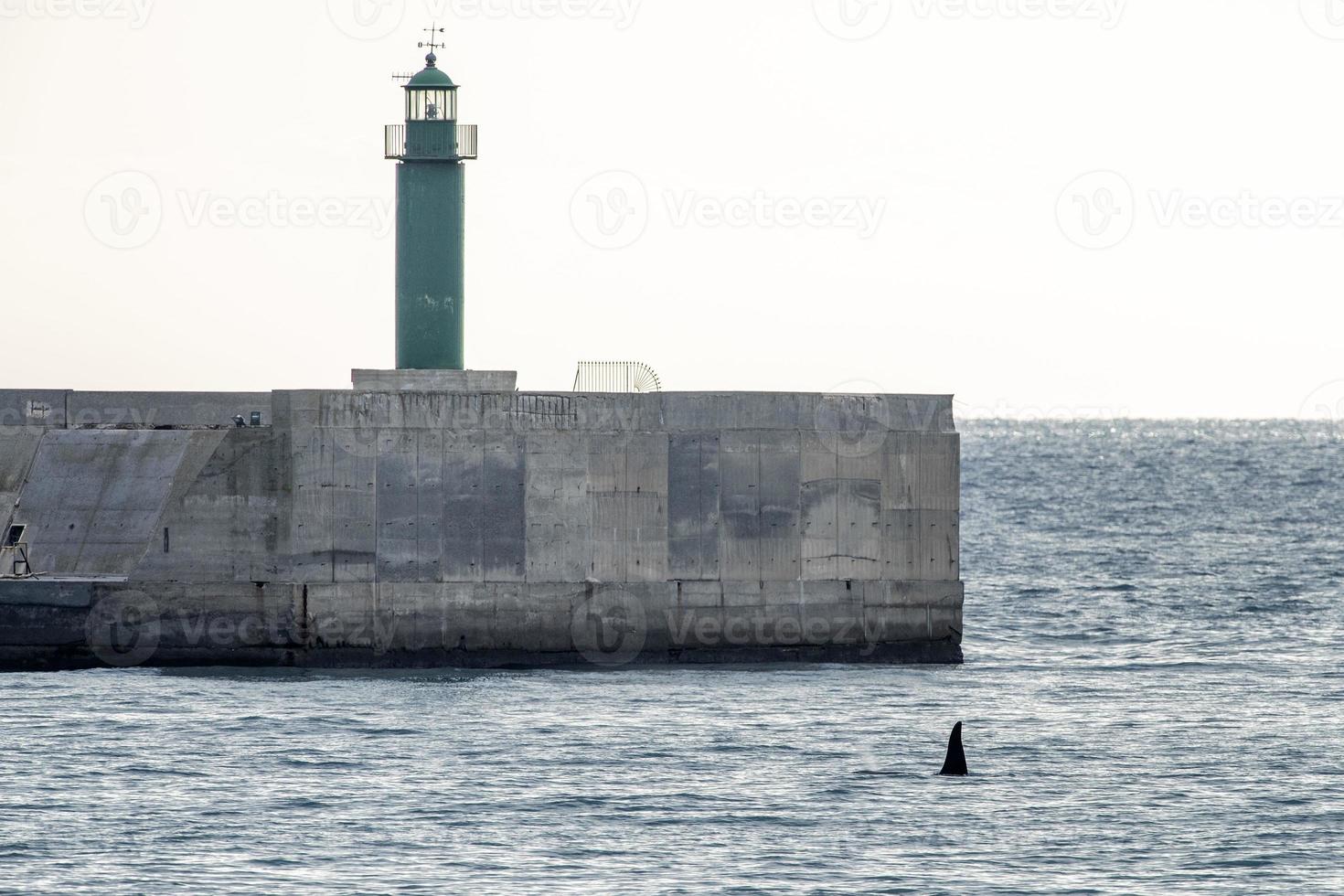 Orca killer whale inside Genoa Habor in mediterranean sea photo