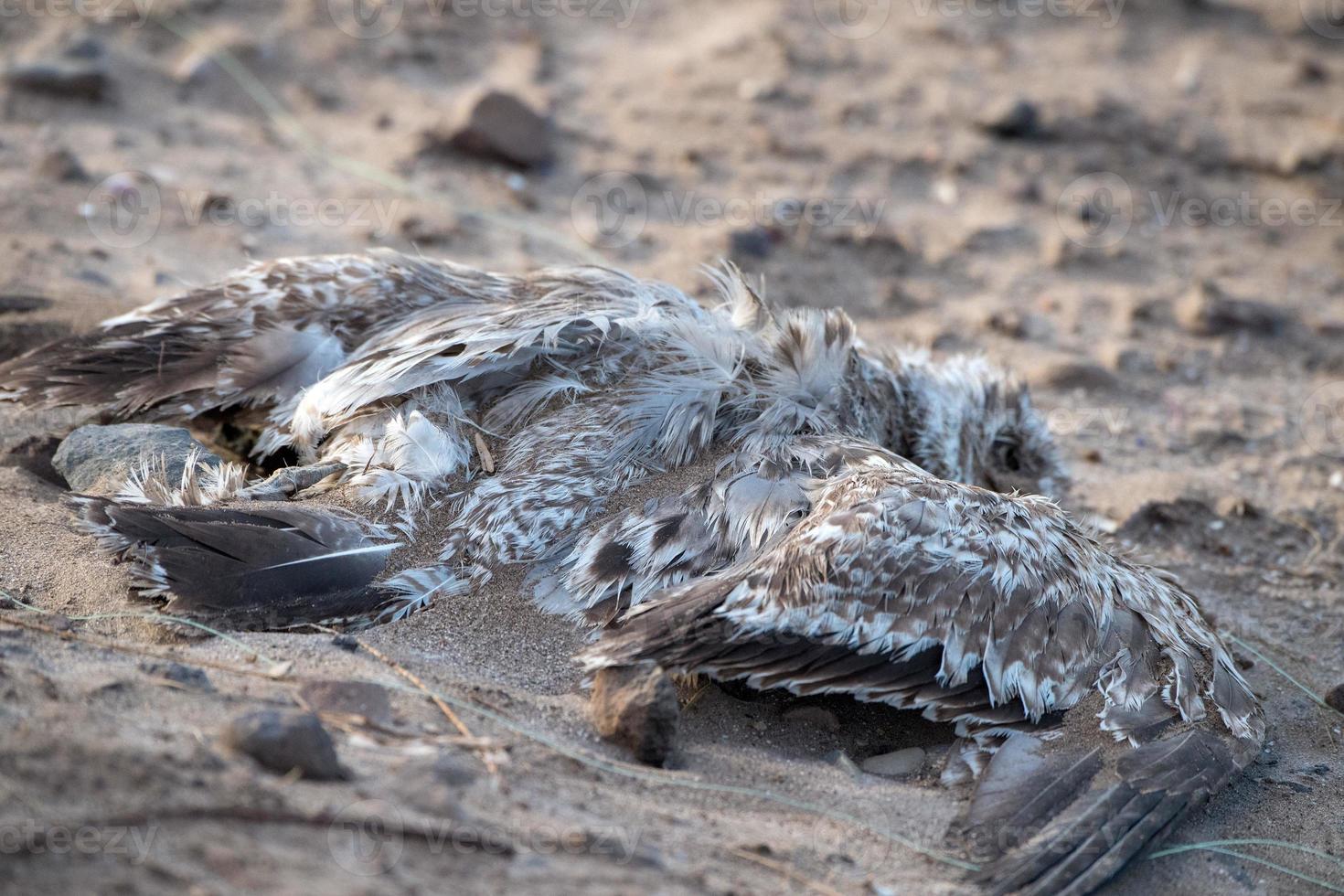 dead seagull on the beach photo