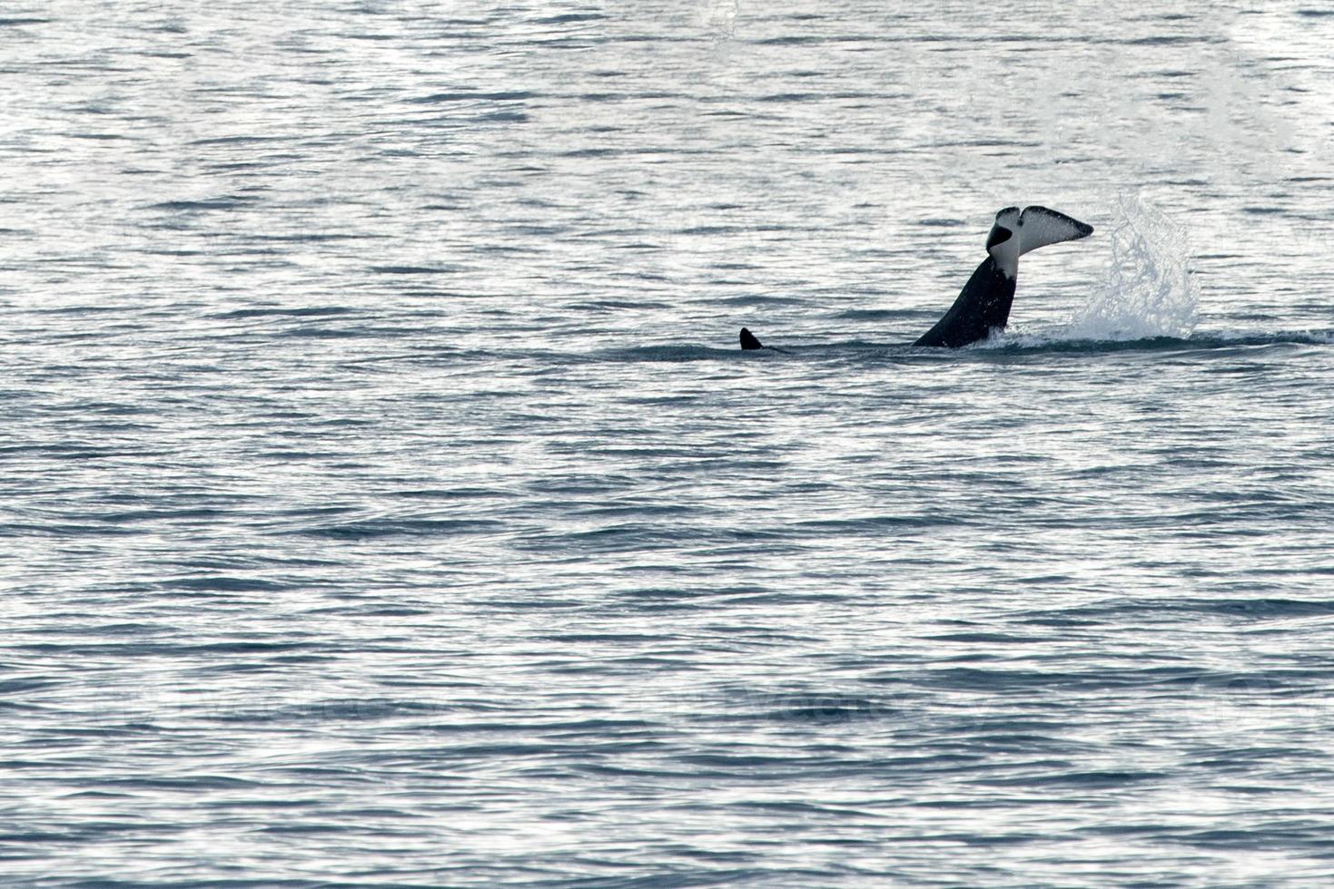 Cola de orca golpeando en el mar mediterráneo foto