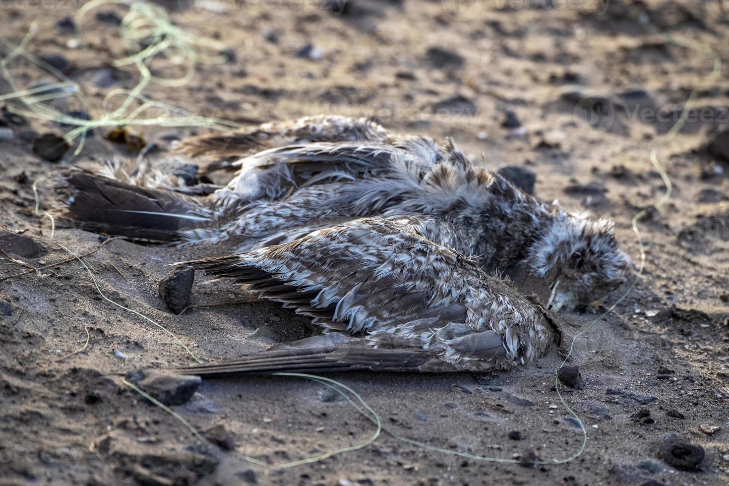 dead bird trapped in fishing net photo