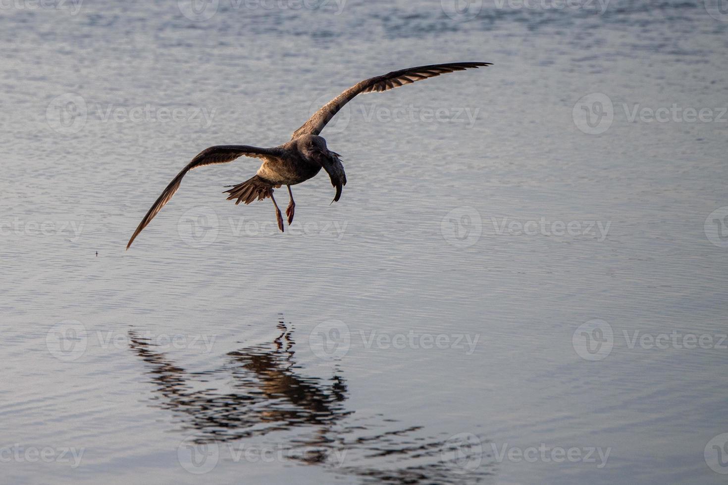 Seagull catching fish on crystal water photo