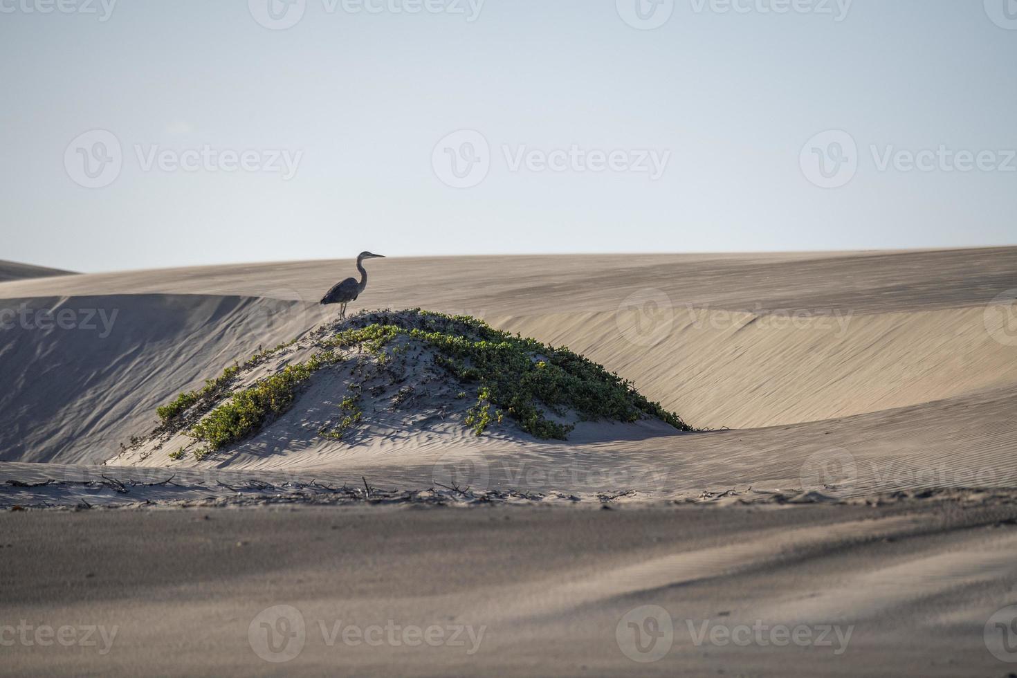 garza azul en la arena en california foto