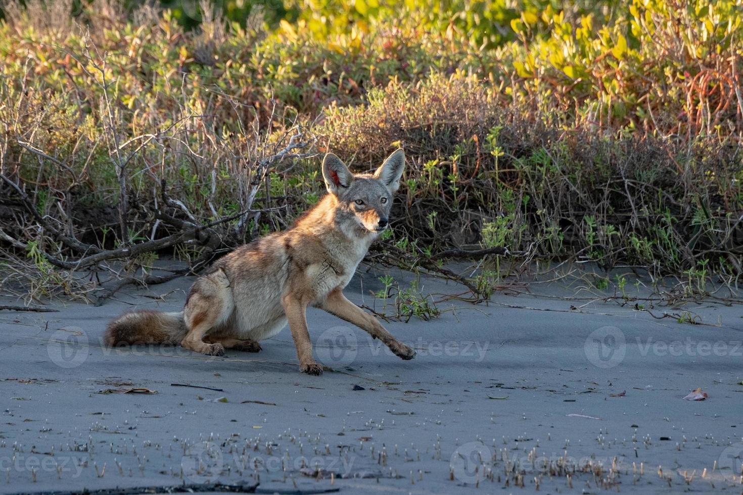 coyote on the sand photo