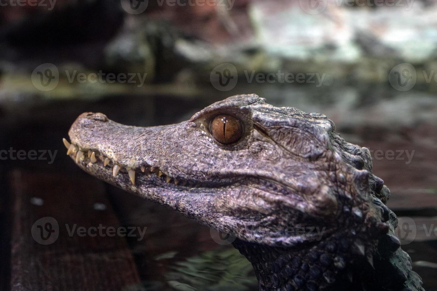eye of Crocodile Alligator close up portrait photo