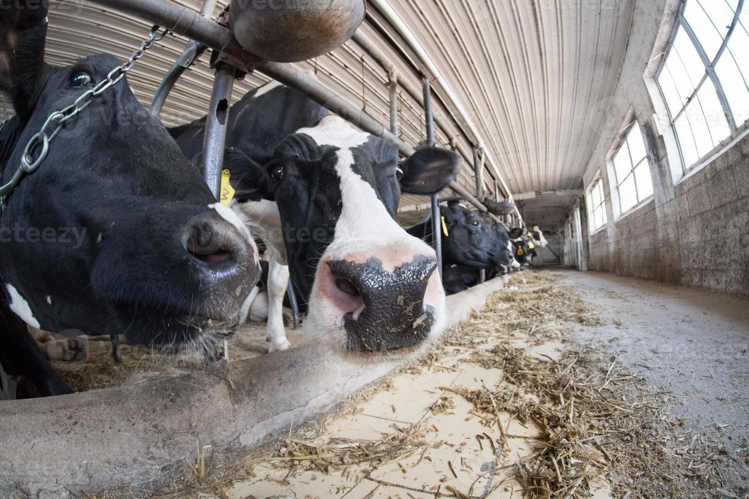 black and white cows inside stable view photo