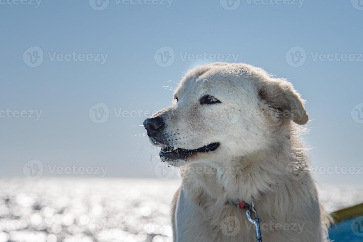 white wolf dog while looking at you photo