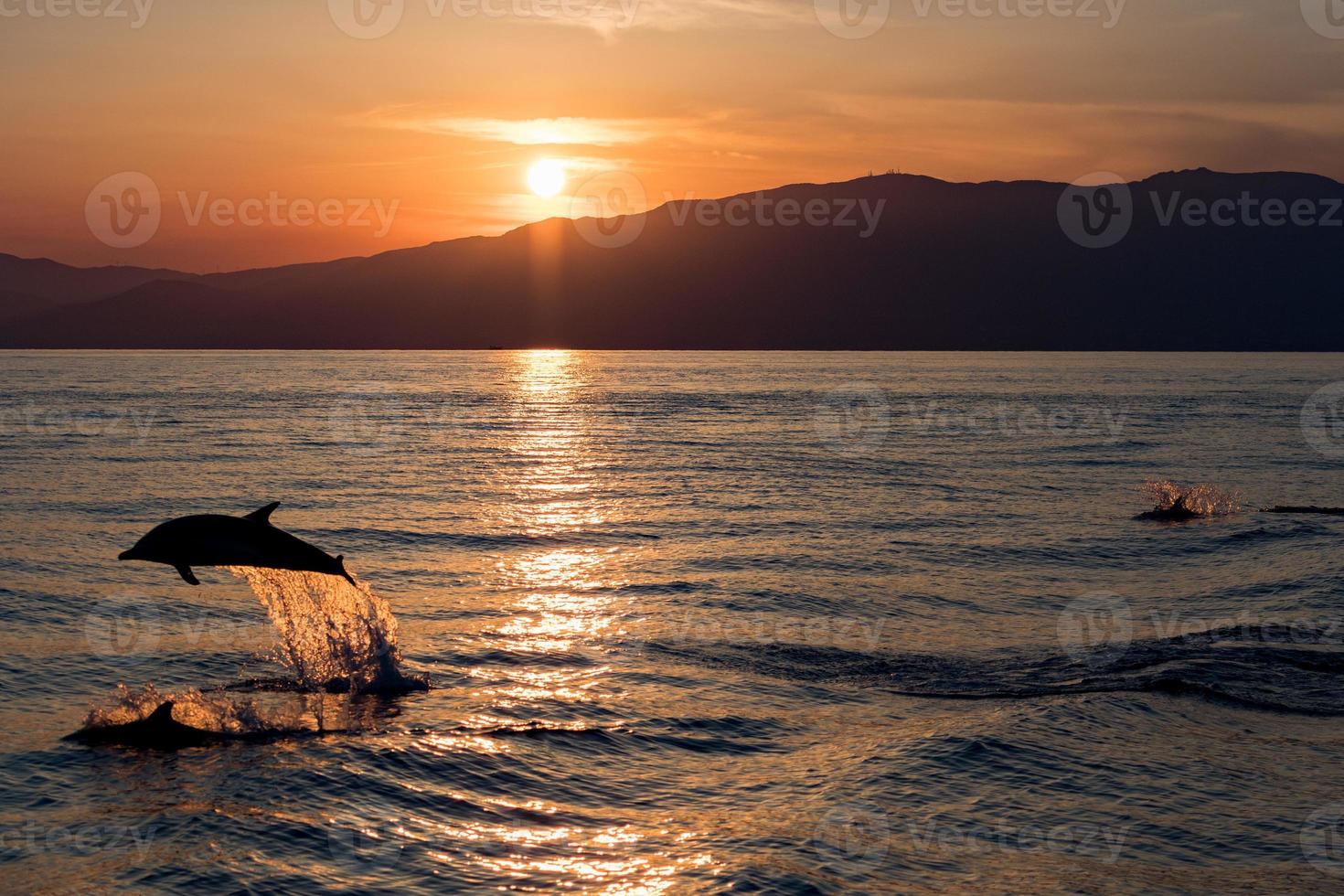 Dolphin while jumping in the sea at sunset photo