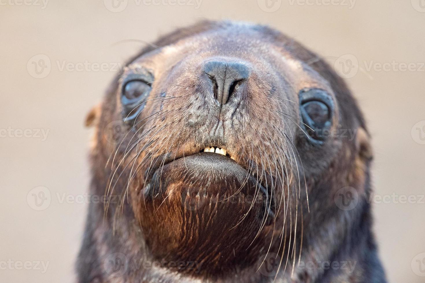 baby newborn sea lion on the beach photo