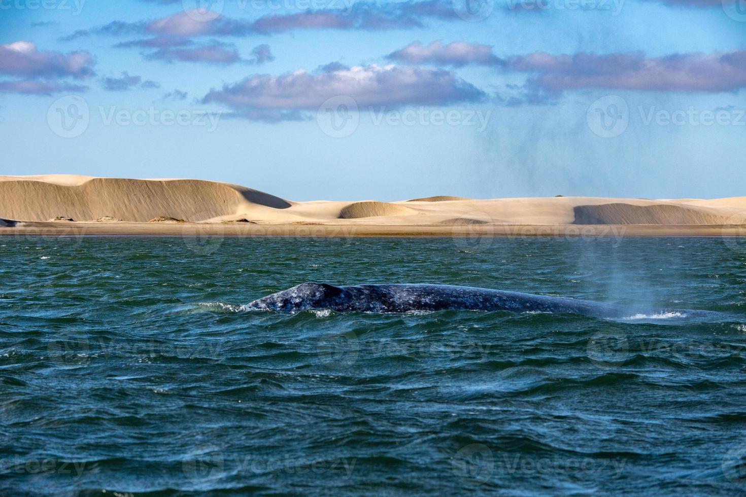 grey whale nose at sunset in pacific ocean photo