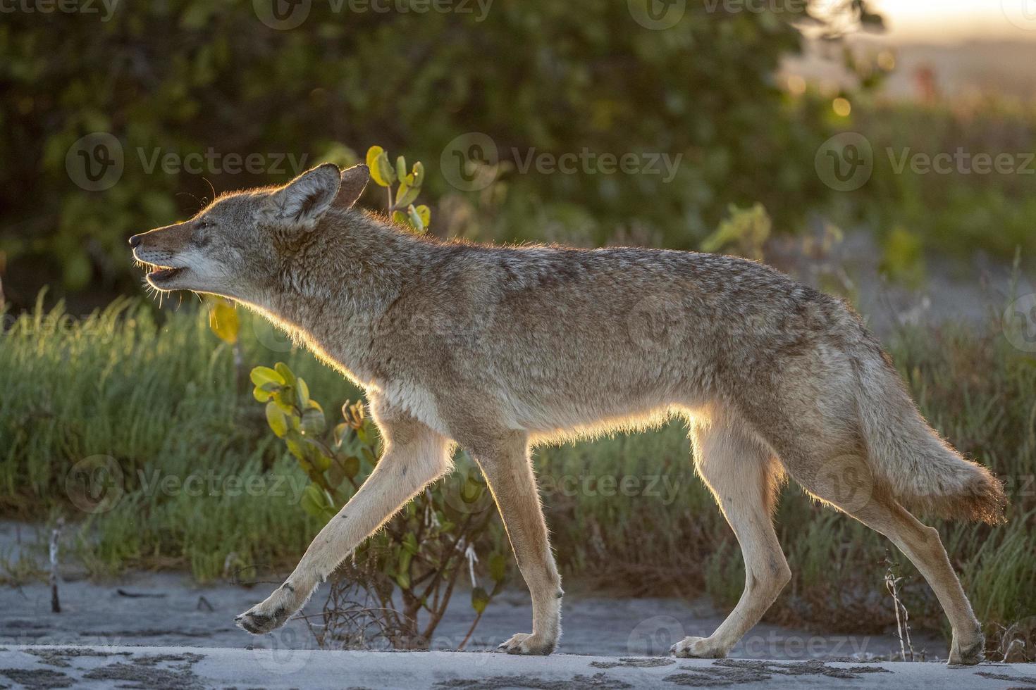 coyote in baja california beach at sunset photo